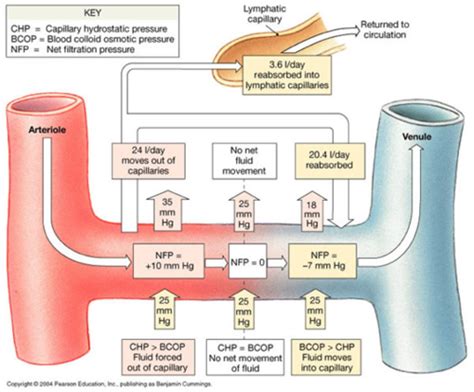 Fluids Flashcards Quizlet