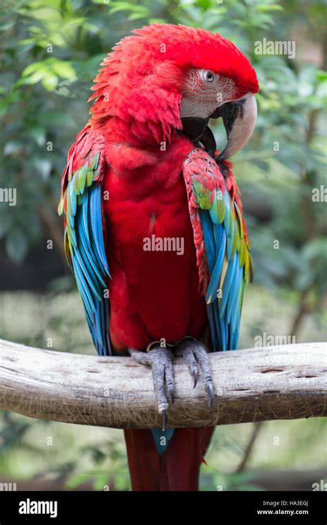 Alas De Loro Fotografías E Imágenes De Alta Resolución Alamy