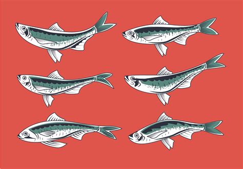 Fresh Sardine Hand Drawn Style Vectors 143035 Vector Art At Vecteezy