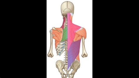 Posterior Axioappendicular Muscles Superficial Back Muscles Youtube