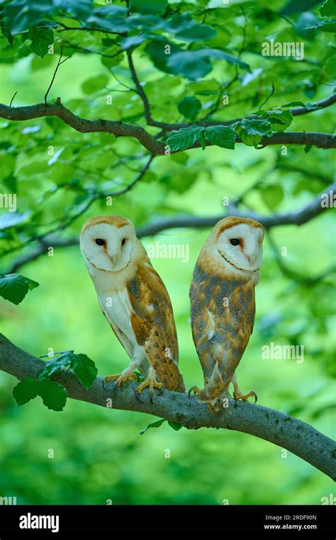 Common Barn Owl Tyto Alba Two Birds Sitting In A Tree Bohemian