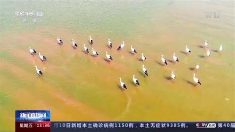 《湿地公约》第十四届缔约方大会丨全球协同守护候鸟迁飞通道杭州网