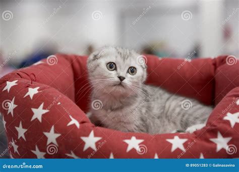 Kitten Scottish Fold Blue Brindle Stock Image Image Of Color