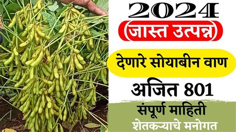 जास्त उत्पादन देणारे सोयाबीन वाण अजित 801 सोयाबीन Soyabean सोयाबीनव्यवस्थापण Youtube