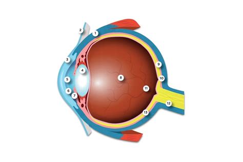 Sense Organ - The Eye — The Filipino Homeschooler