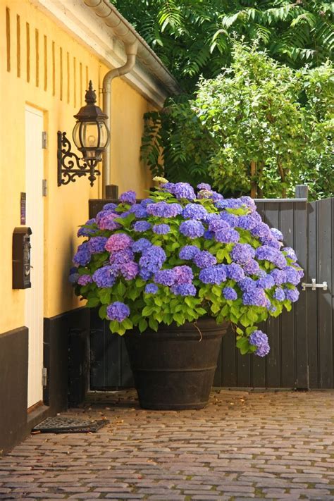 12 Beautiful Shrubs To Grow In Pots Artofit