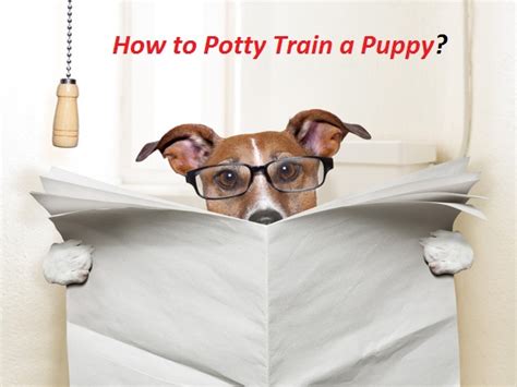 How To Potty Train A Puppy