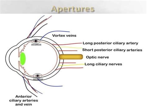 anatomy of sclera | PPT