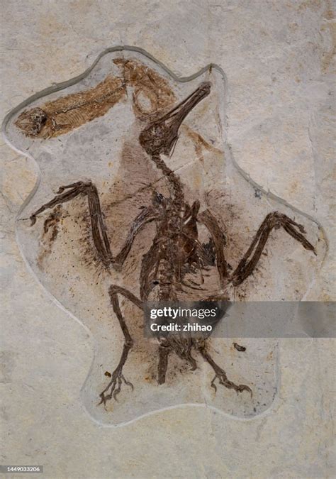 Fossils Of Iguanodon High-Res Stock Photo - Getty Images