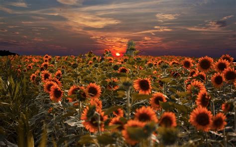 Wallpaper Sunflowers field, sunset 1920x1200 HD Picture, Image