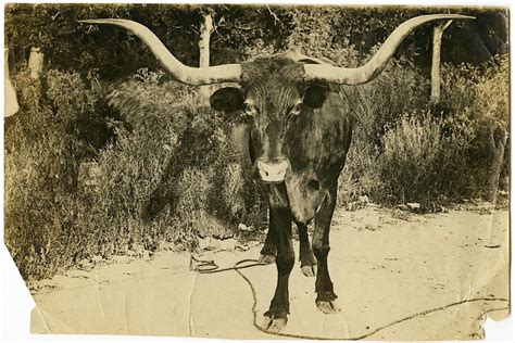 Longhorns Long Gone And Returned Jstor Daily