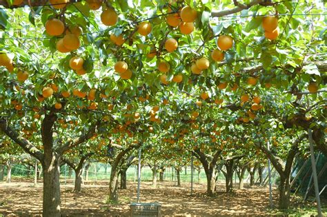 今が旬！千葉県は国内梨の生産量no1！秋の新鮮もぎたて果物狩り！松戸市で楽しむ、“梨狩り＆ぶどう狩り” ｜松戸市のプレスリリース