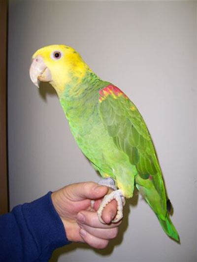 Double Yellow Headed Amazon Facts Care As Pets Pictures