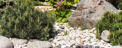 Dise O Del Paisaje Elementos Rocosos Piedras Y Plantas De Con Feras