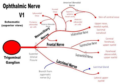 Ophthalmic Nerve