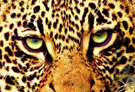 Leopard eyes Photograph by Gini Moore - Pixels