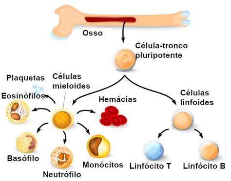 Como A Medula Ossea Produz Sangue