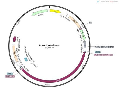 Puro Cas9 Donor载体质粒图谱 优宝生物