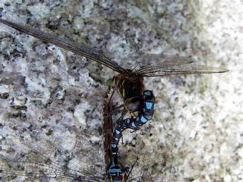 Dragonfly Sex On Granite Image Available In Higher Resolut Flickr