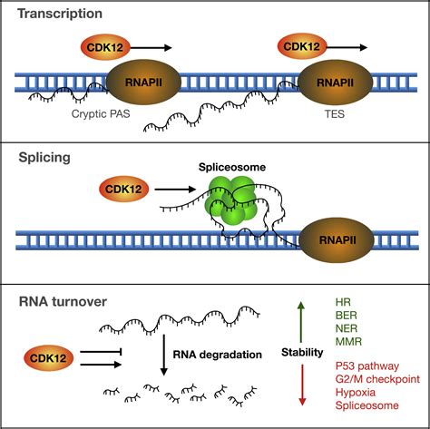 Cdk Regulates Co Transcriptional Splicing And Rna Turnover In Human