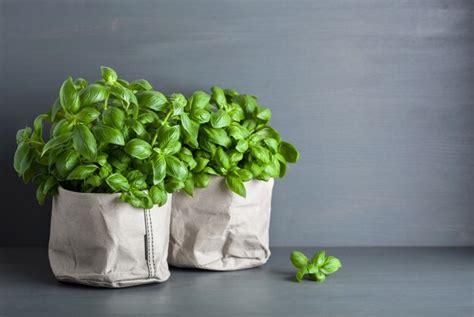 Premium Photo Fresh Basil Herb In Paper Bag Pot