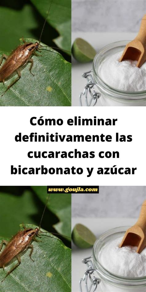 Eliminar Cucarachas Con Bicarbonato Y Az Car