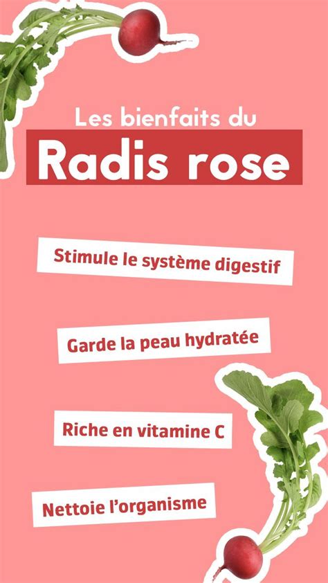 Les bienfaits du radis rose que vous ne soupçonniez pas Depuis mon