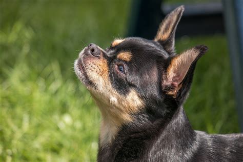 The Fascinating World Of The Rottweiler Chihuahua Mix