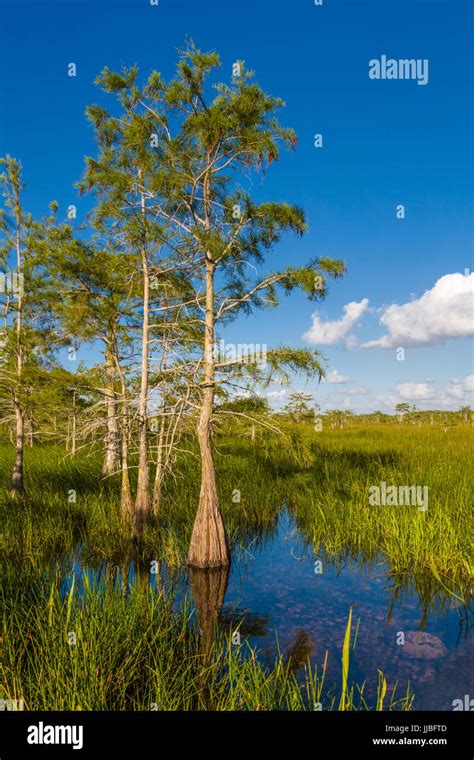 Cypress Trees Florida High Resolution Stock Photography And Images Alamy