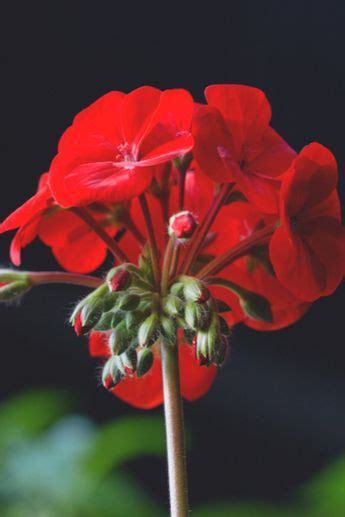 How To Keep Geraniums Blooming Secrets To Big Blooms All Summer Artofit