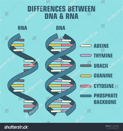 Vector Scientific Icon Spiral Dna Rna Stock Vector Royalty Free