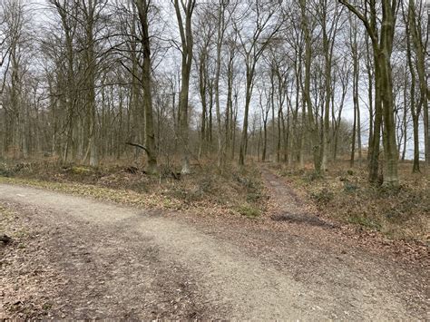 Paths Within Blackwood Forest © Mr Ignavy Geograph Britain And Ireland