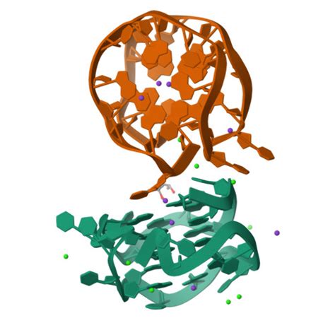 Rcsb Pdb Dfy Novel Motif For Left Handed G Quadruplex Formation