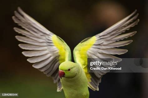 Parakeets London Photos and Premium High Res Pictures - Getty Images