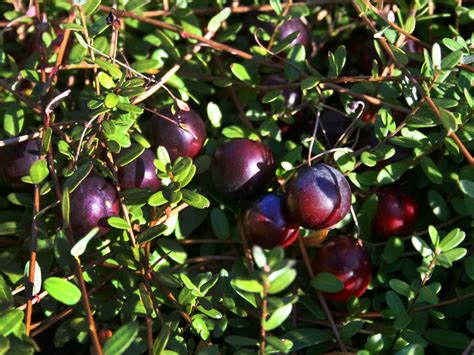 Cranberry Moosbeere Pilgrim Vaccinium Macrocarpon Pilgrim