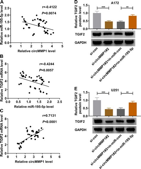 Circmmp Regulated Tgif Expression Level Through Sponging Mir P