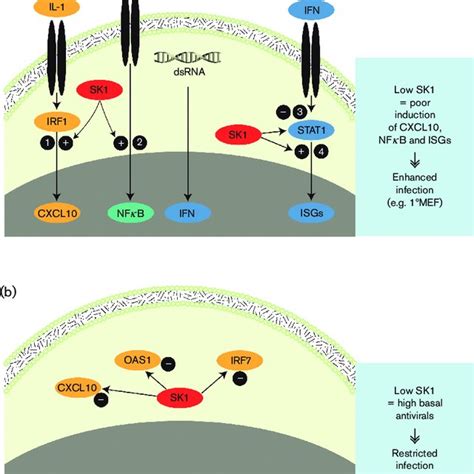 Schematic Representation Of Proposed Roles For Sk1 In Innate Immune