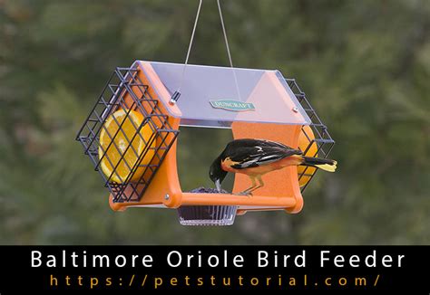 Baltimore Oriole Bird Feeder