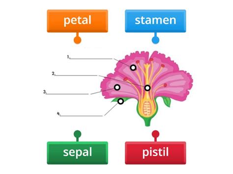 Parts of a Flower - Labelled diagram