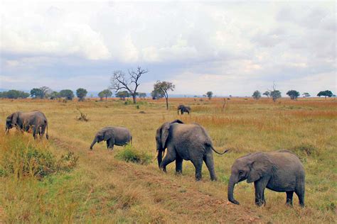 Mikumi National Park African Kush Safaris