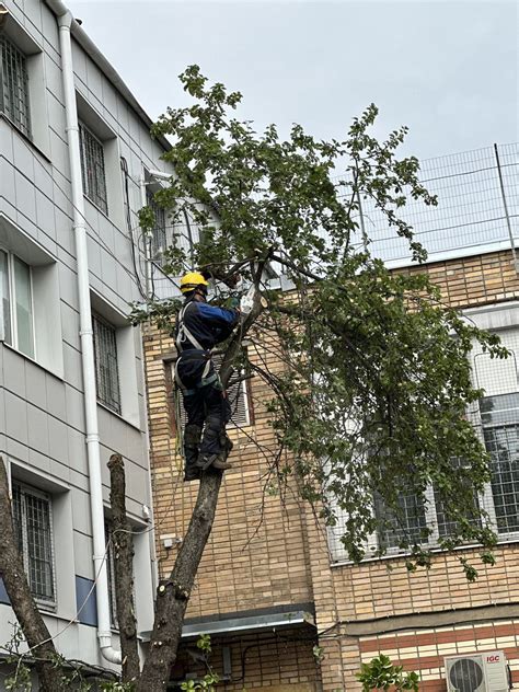 Кронирование деревьев в Москве и МО, цены на кронирование деревьев от ...