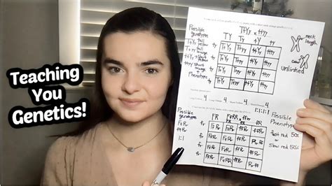 Asmr Teaching You Genetics Drawing Punnett Squares Youtube