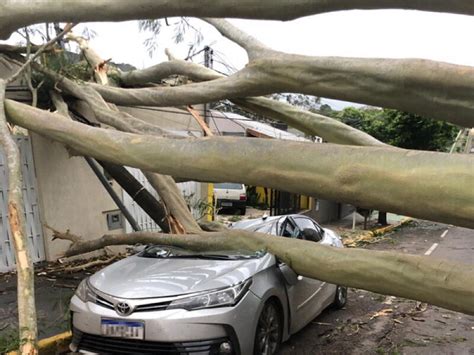 Rvore Cai Na Mato Grosso E Esmaga Toyota Jd Not Cias