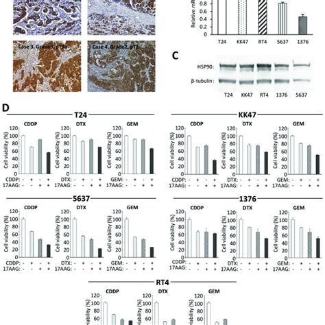 The Conformational Cycle And Structural Diversity Of The Hsp