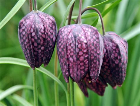 Les Clochettes De La Fritillaire La Terre Est Un Jardin