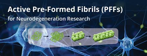 Pre Formed Fibrils Pffs Oligomers And Monomers Stressmarq