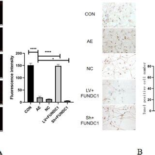 Effect Of Fundc On Acquired Epilepsy Ae Induced Immunostaining For