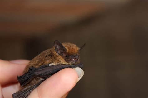 7 Interesting Things You Didn't Know about Bat Birth - Pest Pointers