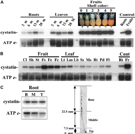 Rna Gel Blot Analysis Of Total Rna From Various Organs And