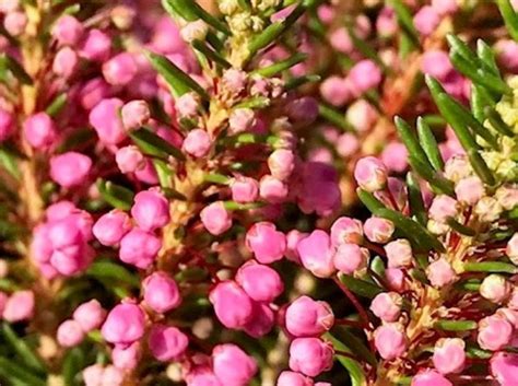 Erica Hybrida Cottage Dusky Rose Wholesale Nursery Nurseries In